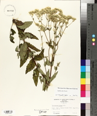 Eupatorium pilosum image