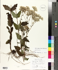 Eupatorium pilosum image