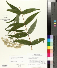 Eupatorium sessilifolium image