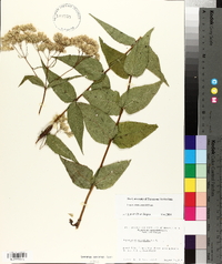 Eupatorium sessilifolium image