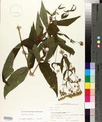 Eupatorium sessilifolium image