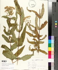 Eupatorium sessilifolium image