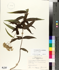 Eupatorium sessilifolium image