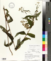 Eupatorium sessilifolium image