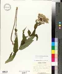 Eupatorium sessilifolium image