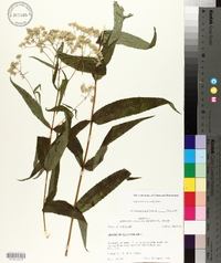 Eupatorium sessilifolium image