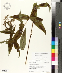 Eupatorium sessilifolium image