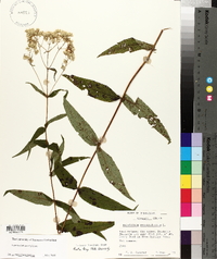 Eupatorium sessilifolium image