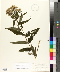 Eupatorium sessilifolium image