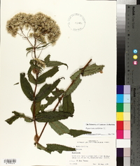 Eupatorium sessilifolium image