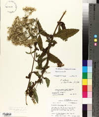 Eupatorium album image