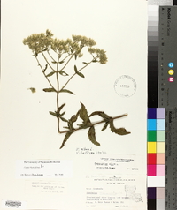 Eupatorium album image
