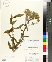 Eupatorium album image