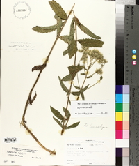 Eupatorium album image