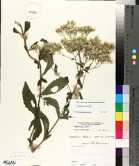 Eupatorium album image