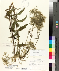 Eupatorium album image