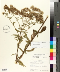 Eupatorium album image