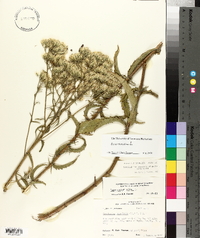 Eupatorium album image