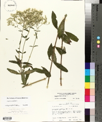 Eupatorium album image