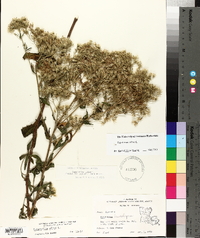 Eupatorium album image