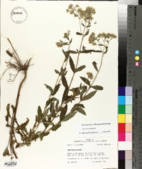 Eupatorium album image