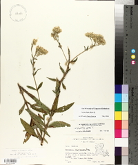 Eupatorium album image