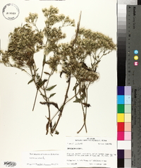 Eupatorium album image