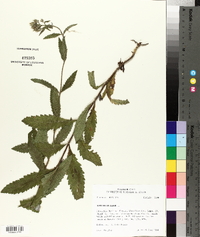 Eupatorium album image