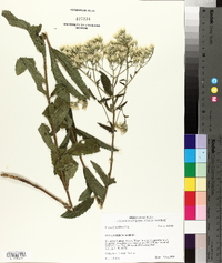 Eupatorium album image