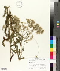 Eupatorium album image