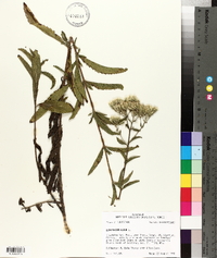 Eupatorium album image