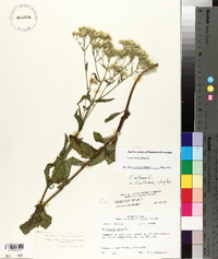 Eupatorium album image