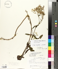 Eupatorium album image