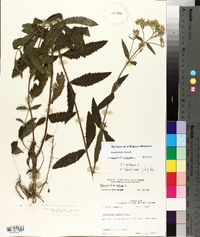 Eupatorium album image