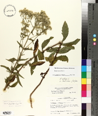 Eupatorium album image