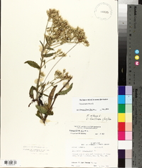 Eupatorium album image