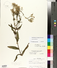 Eupatorium album image