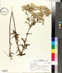 Eupatorium altissimum image