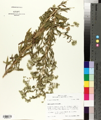 Eupatorium altissimum image