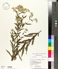 Eupatorium altissimum image