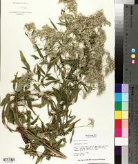 Eupatorium altissimum image