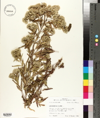 Eupatorium altissimum image