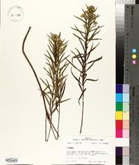 Solidago altissima subsp. altissima image