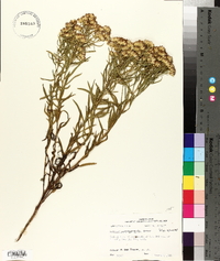 Solidago altissima subsp. altissima image