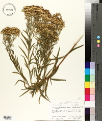 Solidago altissima subsp. altissima image