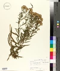 Solidago altissima subsp. altissima image