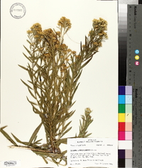 Solidago altissima subsp. altissima image