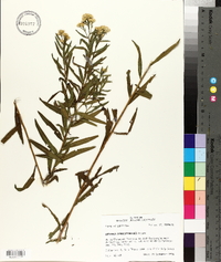 Solidago altissima subsp. altissima image