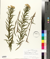 Euthamia leptocephala image