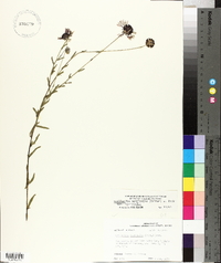 Gaillardia aestivalis var. aestivalis image